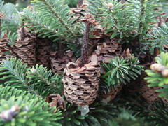 Abies koreana
