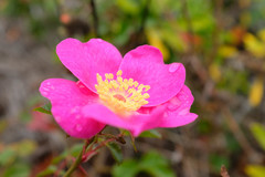 Rosa spithamea