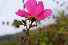 Rosa spithamea