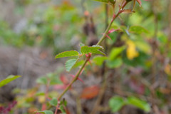 Rosa spithamea