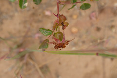 Rosa spithamea