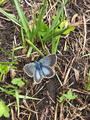 Aricia nicias