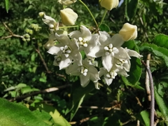 Funastrum pannosum