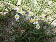 Ranunculus pyrenaeus