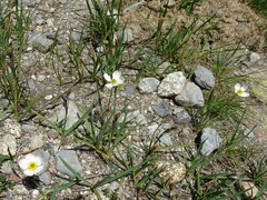 Ranunculus pyrenaeus