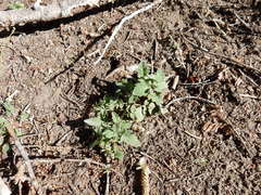 Phacelia hydrophylloides