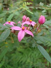 Boronia mollis