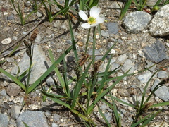 Ranunculus pyrenaeus