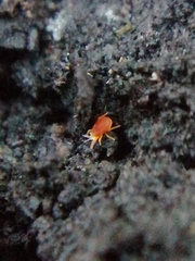 Labidostommatidae