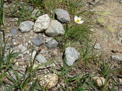 Ranunculus pyrenaeus