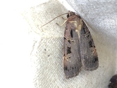 Pseudohermonassa tenuicula