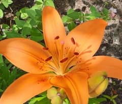 Lilium bulbiferum