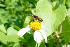 Megachile umbripennis
