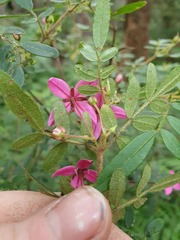 Boronia mollis