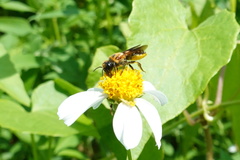 Megachile umbripennis