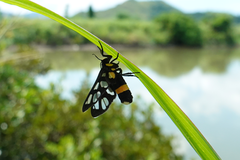 Amata sperbius