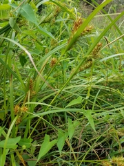 Carex lupulina
