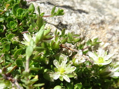 Arenaria ciliata