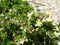 Arenaria ciliata