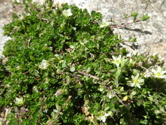 Arenaria ciliata