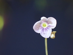 Veronica scutellata