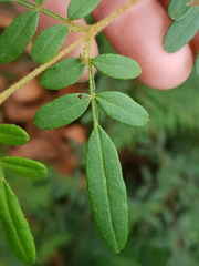 Boronia mollis