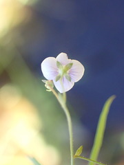 Veronica scutellata
