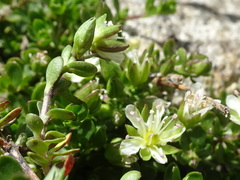 Arenaria ciliata