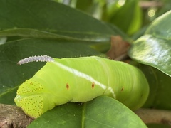 Cocytius antaeus