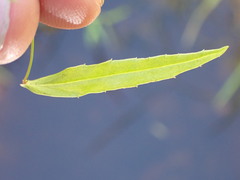 Veronica scutellata