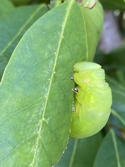 Cocytius antaeus