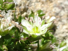 Arenaria ciliata