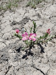 Oenothera canescens