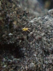 Eupodes