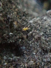 Eupodes