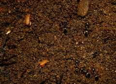 Myrmecophilus pergandei