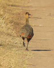 Rhynchotus rufescens