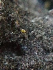Eupodes