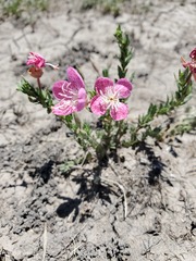 Oenothera canescens