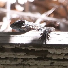 Sceloporus occidentalis becki