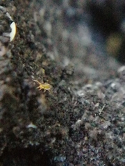 Eupodes