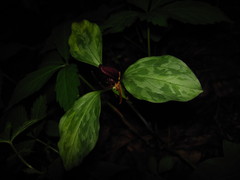 Trillium recurvatum