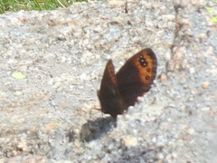 Erebia triarius