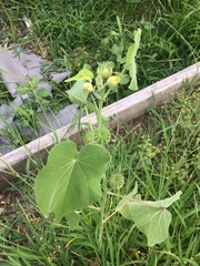Abutilon theophrasti