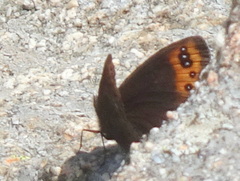 Erebia triarius