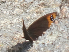 Erebia triarius