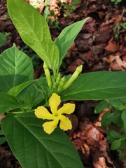 Mandevilla foliosa
