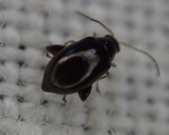 Aphthona