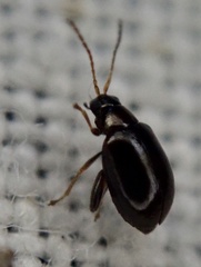 Aphthona