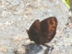 Erebia triarius
